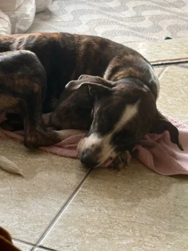 Doação de cachorra de 4 anos
