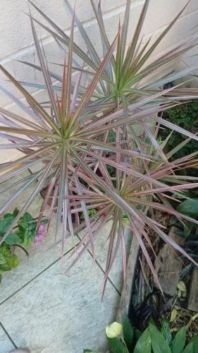 Planta Dracena tricolor