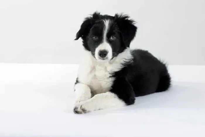 Inteligência e Companhia Filhote de Border Collie