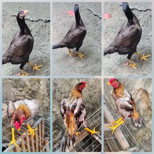 2 casais de frangos da raça Mura franga na postura 7 meses casal r$300 individual r$200