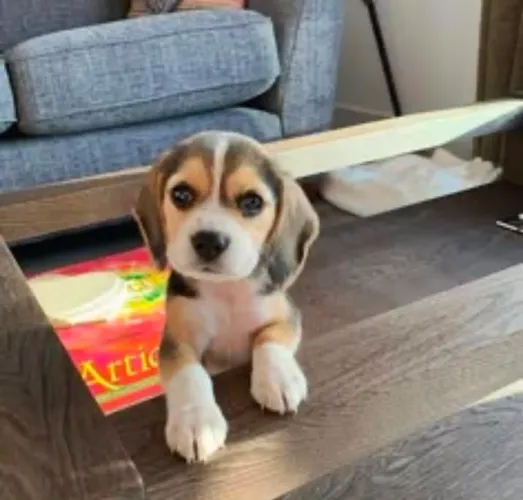 Beagle Filhotinho para quem quer começar uma nova história