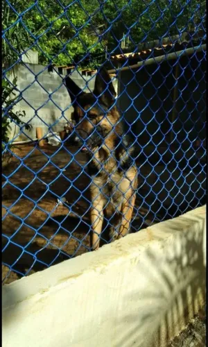 Lindos filhotes de pastor alemão capa preta puro!