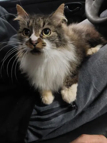 Gato para doação