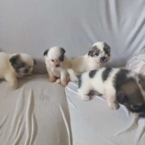 Vende filhotes de chituszus 34 dias quem quiser saber mais chama watizap 44