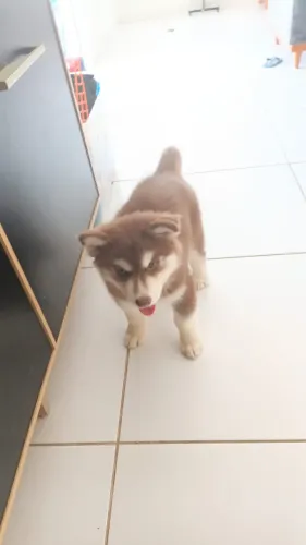 Vende - se Husky