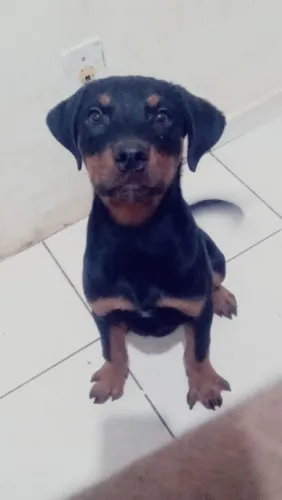 Filhote macho de rottweiler 
