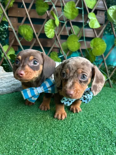 Dachshund Kanichen