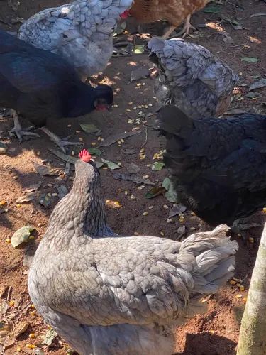 Vendo ovos galados de lindas galinhas balão rural 