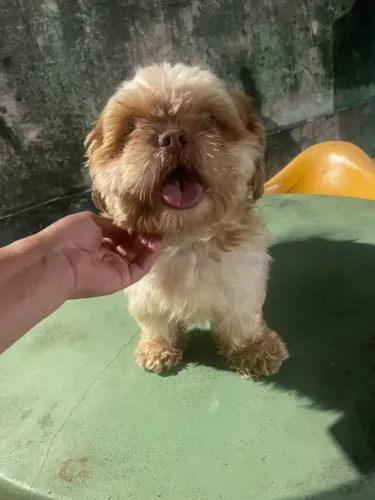 Shih Tzu macho