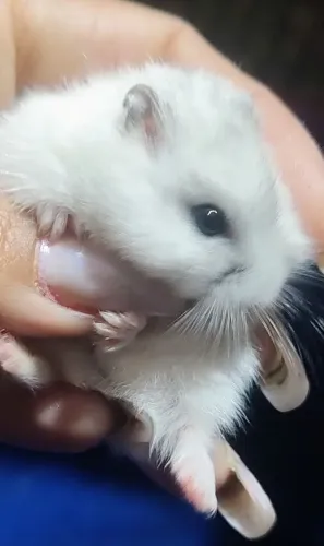 HAMSTER ANÃO RUSSO FILHOTES 