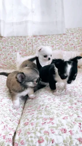 Chihuahua
