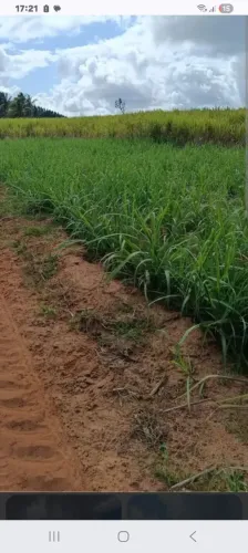 Vendo fazenda em pilar com 219 tarefas ( valor da tarefa 16 mil )