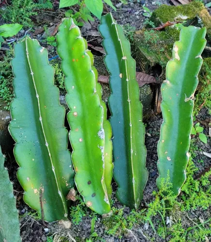 Mudas de Pitaya