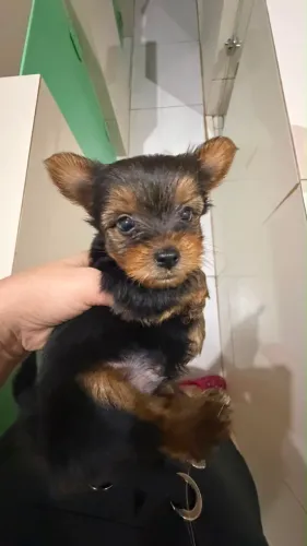 Filhote de yorkshire terrier macho 