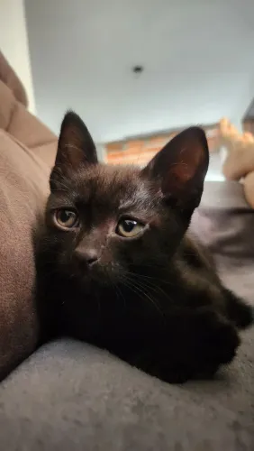Doação de gato