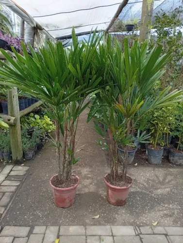 Locação de plantas 