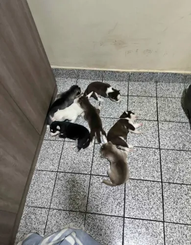 Estou doando esses filhotes de husky siberiano