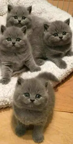 British Shorthair Machos e Femeas 