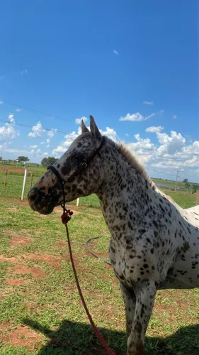 Vende se cavalo inteiro