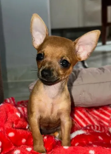 Ultimo filhote de pinscher 00 machinho purissimo