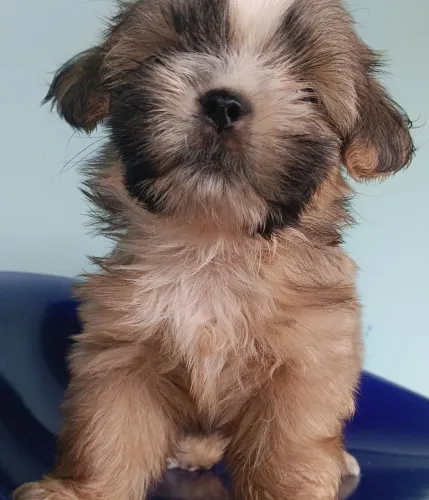VENDO SHIH TZU MACHO...... 900 REAIS
