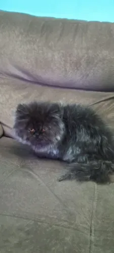 Gato persa macho