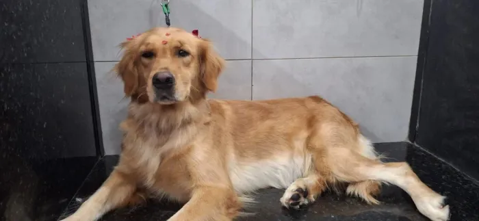 Fêmeas de Golden retriver 2anos