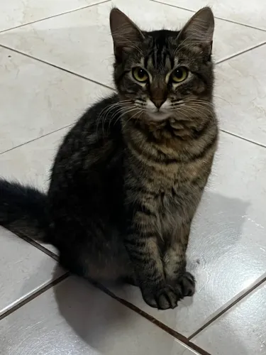 Gato Fêmea - Malhada