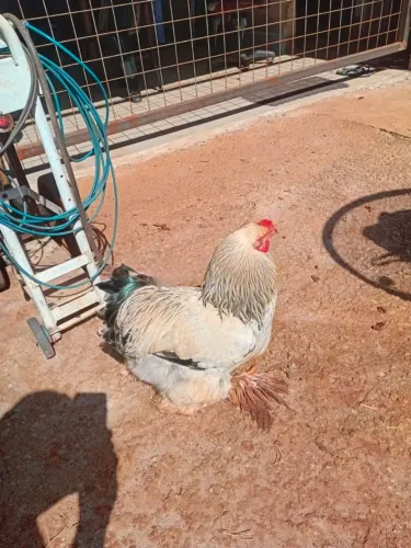 Galo brahma jovem 