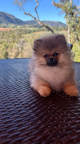 Spitz alemão machos