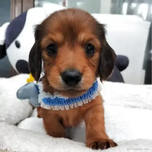 Filhotinhos lindos: Teckel/Dachshund/Salsicha/Salsichinha/Basset/Cofap - Pelo longo