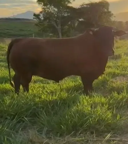 mini boi