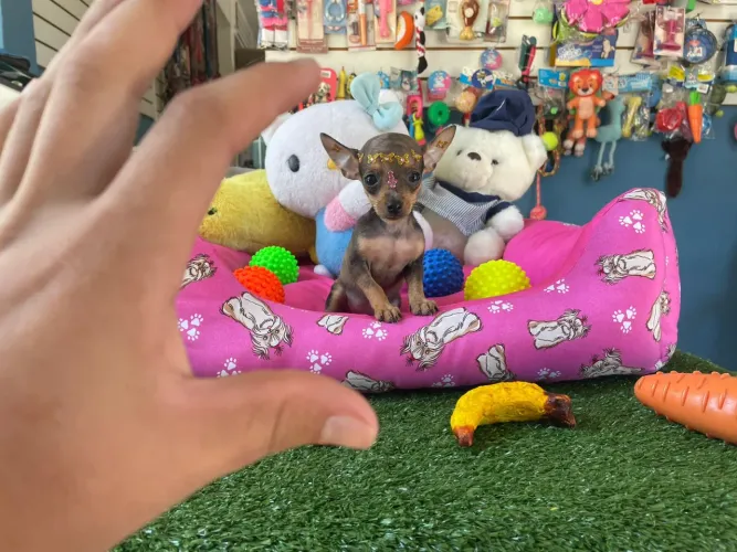 Pinscher mini fêmea micro 