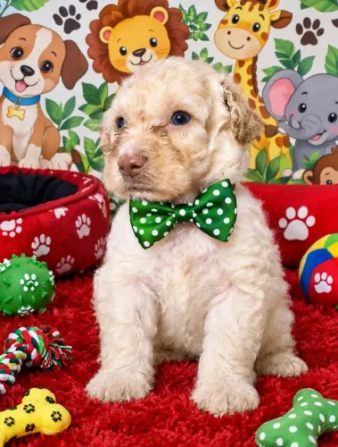 Lindinho : Poodle toy machinho 650