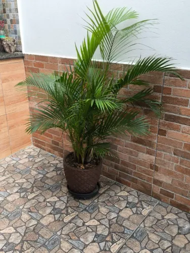 Vaso de planta