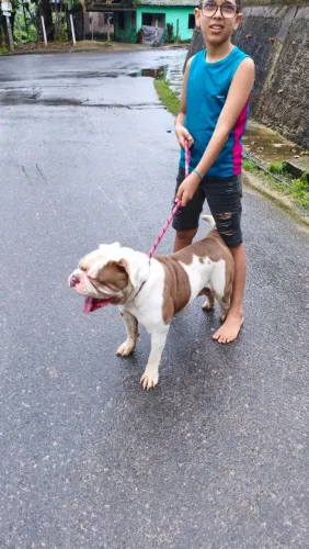 FILHOTES OLD ENGLISH BULLDOGGE × PIT MONSTER