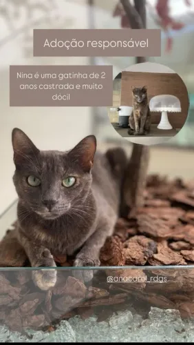 Gata linda dócil 5 anos castrada adoção
