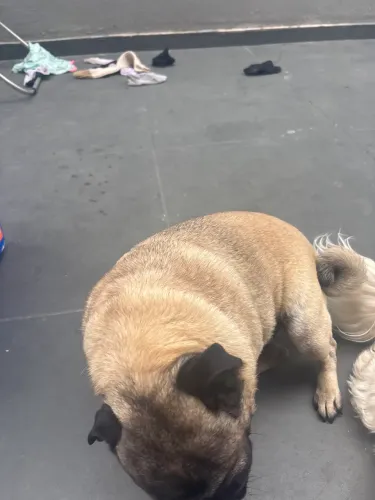 Cachorra pug