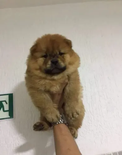 Bela fêmea de chow chow