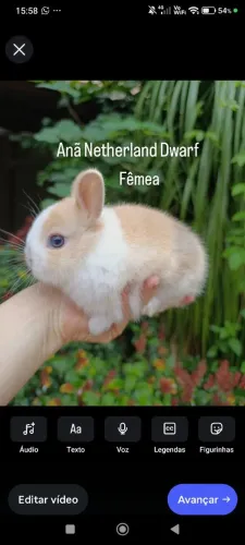 Mini Coelhos 