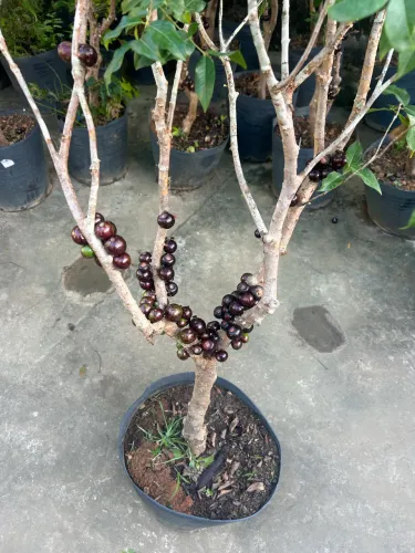 Jabuticaba produzindo 