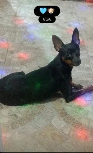 Meu Pincher