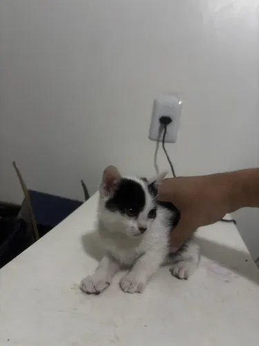 Gatos para adoção 40 dias