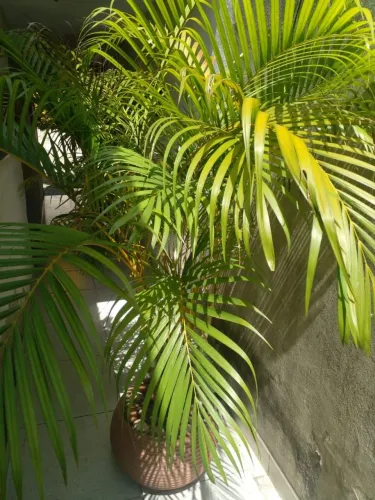 Palmeira de salao