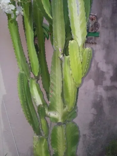 Cacto/suculenta