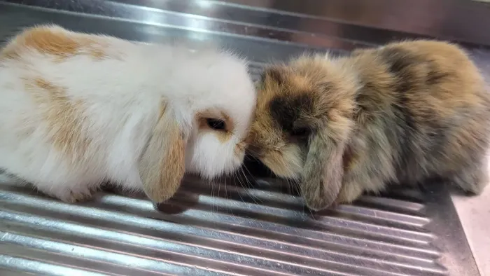Mini Lop Fuzzy