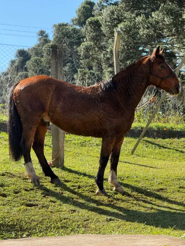 Vendo ou troco cavalo crioulo