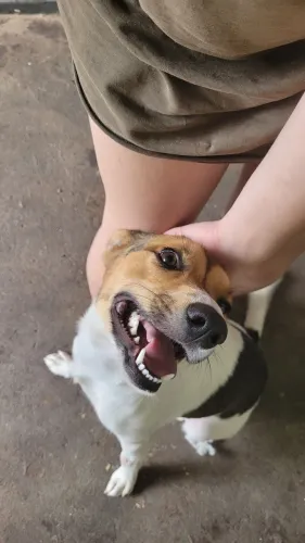 Cão para adoção 