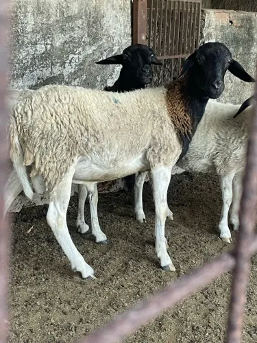 Borrego Carneiro Doper