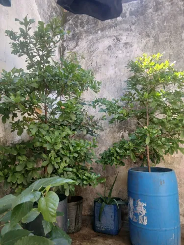 Fruta dos milagres adulta